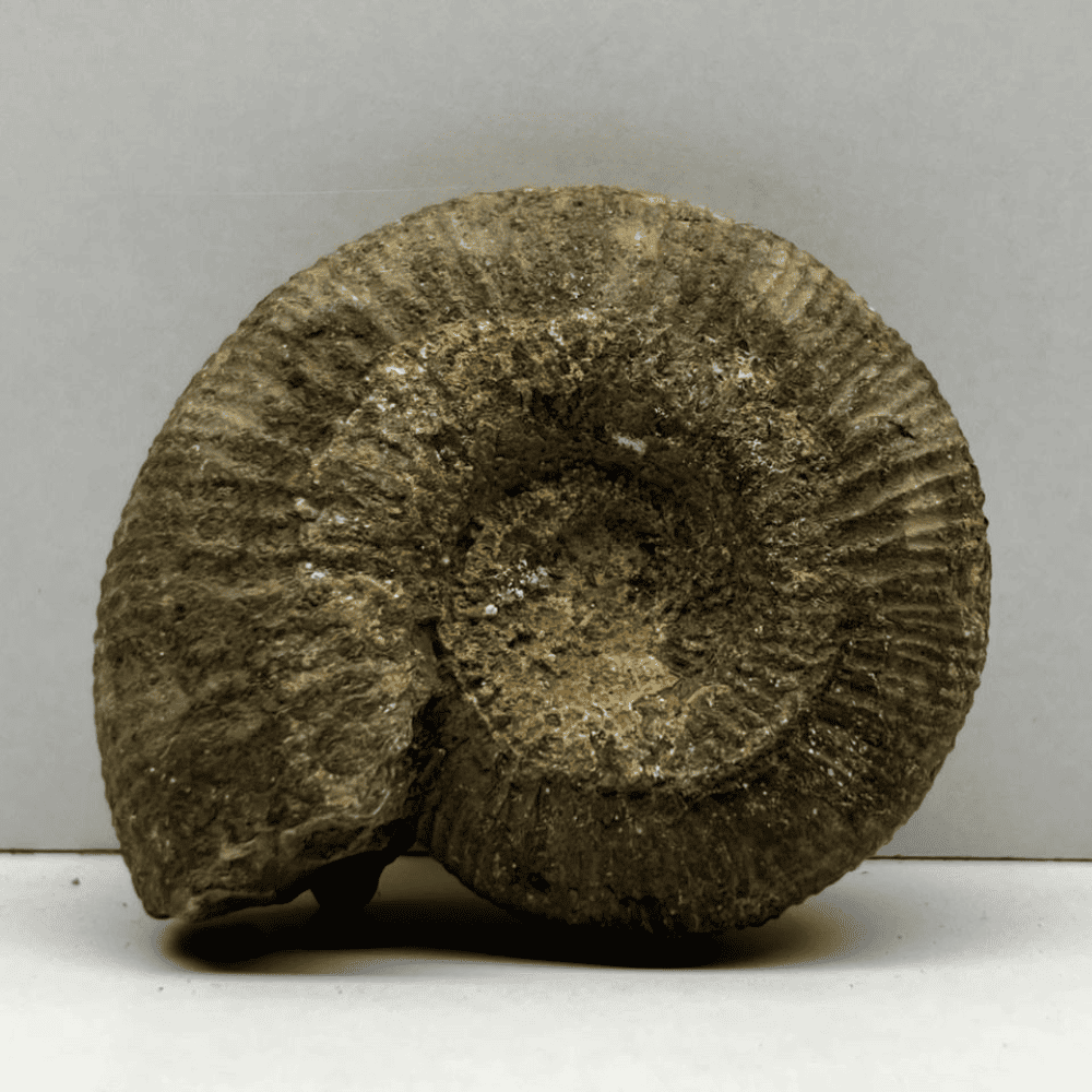 Peetam double sudarshan shaligram (2.5inch/100gm) DS-16