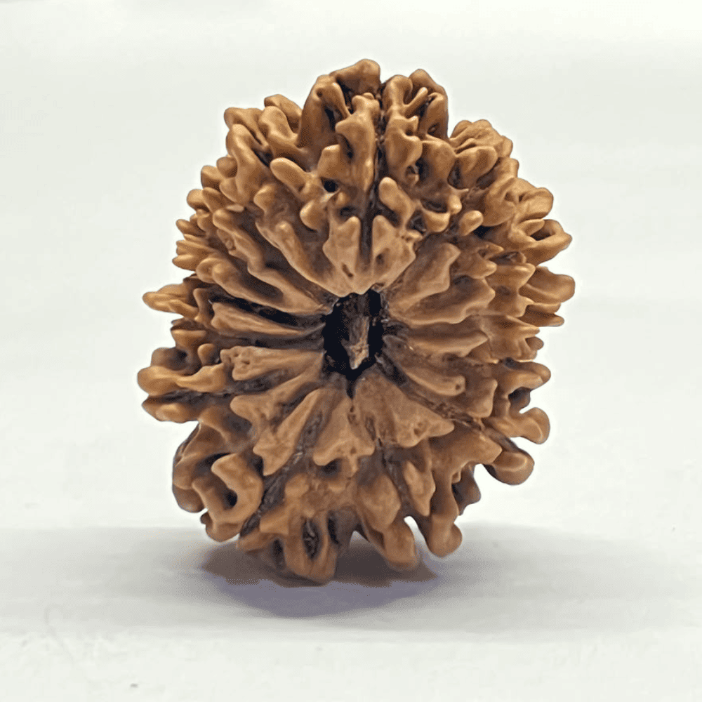 14 Mukhi Rudraksha (29.10mm/4.492gm)