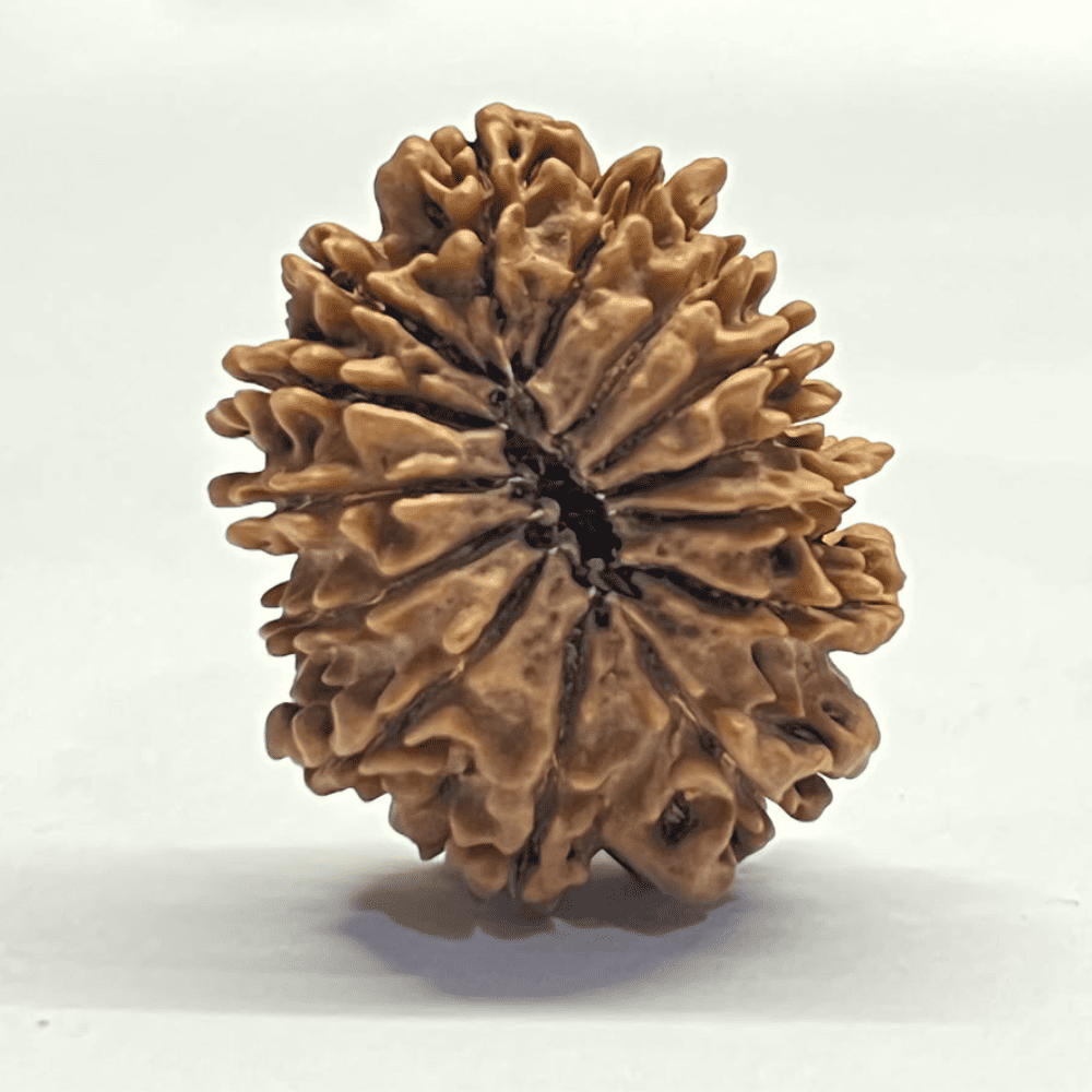 14 Mukhi Rudraksha (29.10mm/4.492gm)