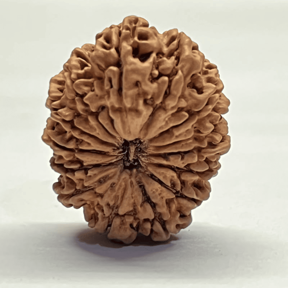 14 Mukhi Rudraksha (28.40mm/3.368gm)