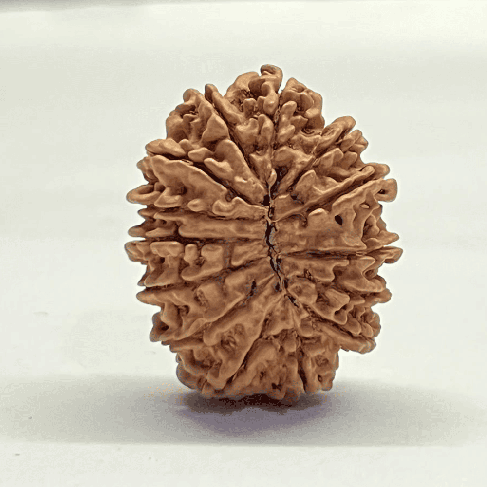14 Mukhi Rudraksha (28.40mm/3.368gm)