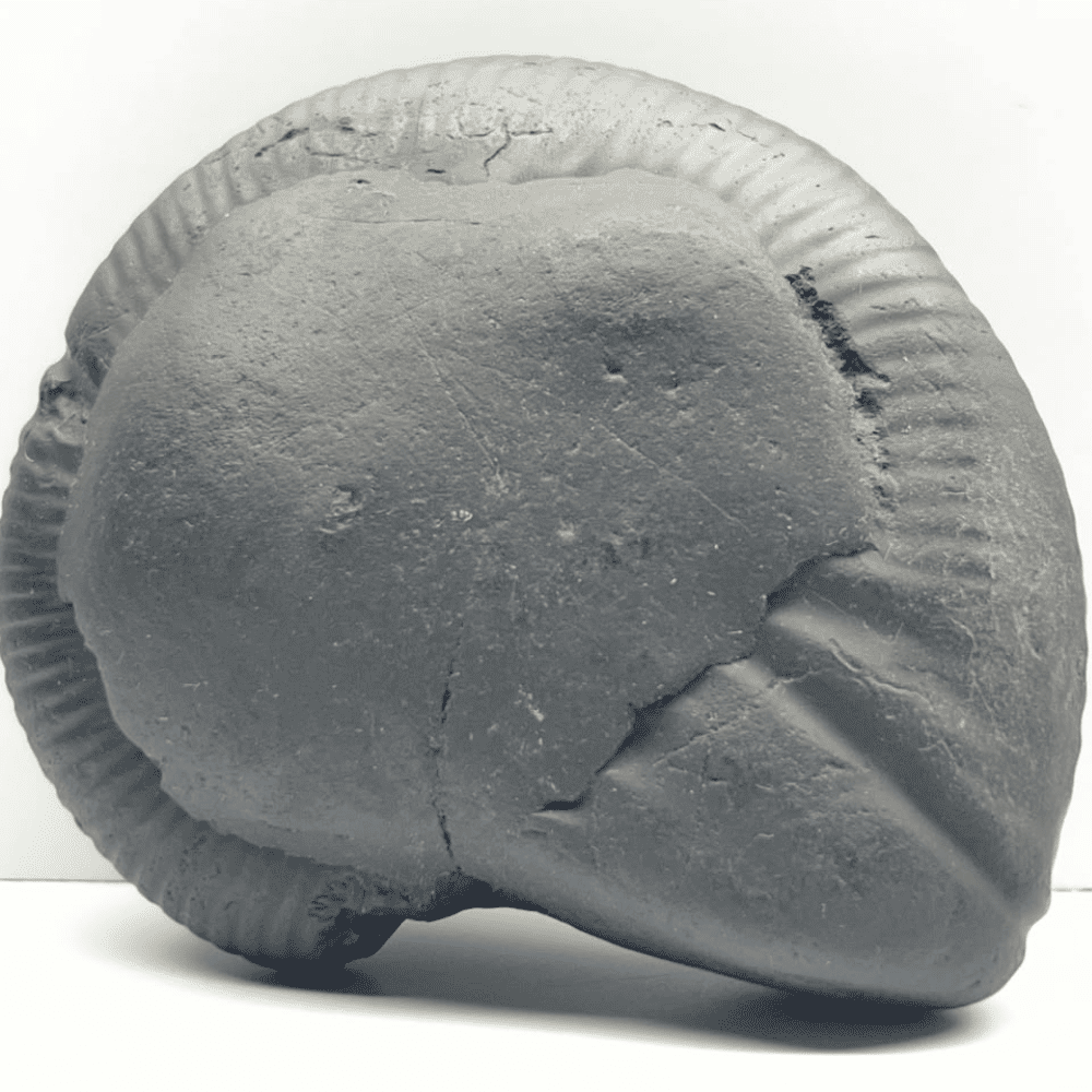 Narsimha Shaligram N23 (4.5inch/650gm)