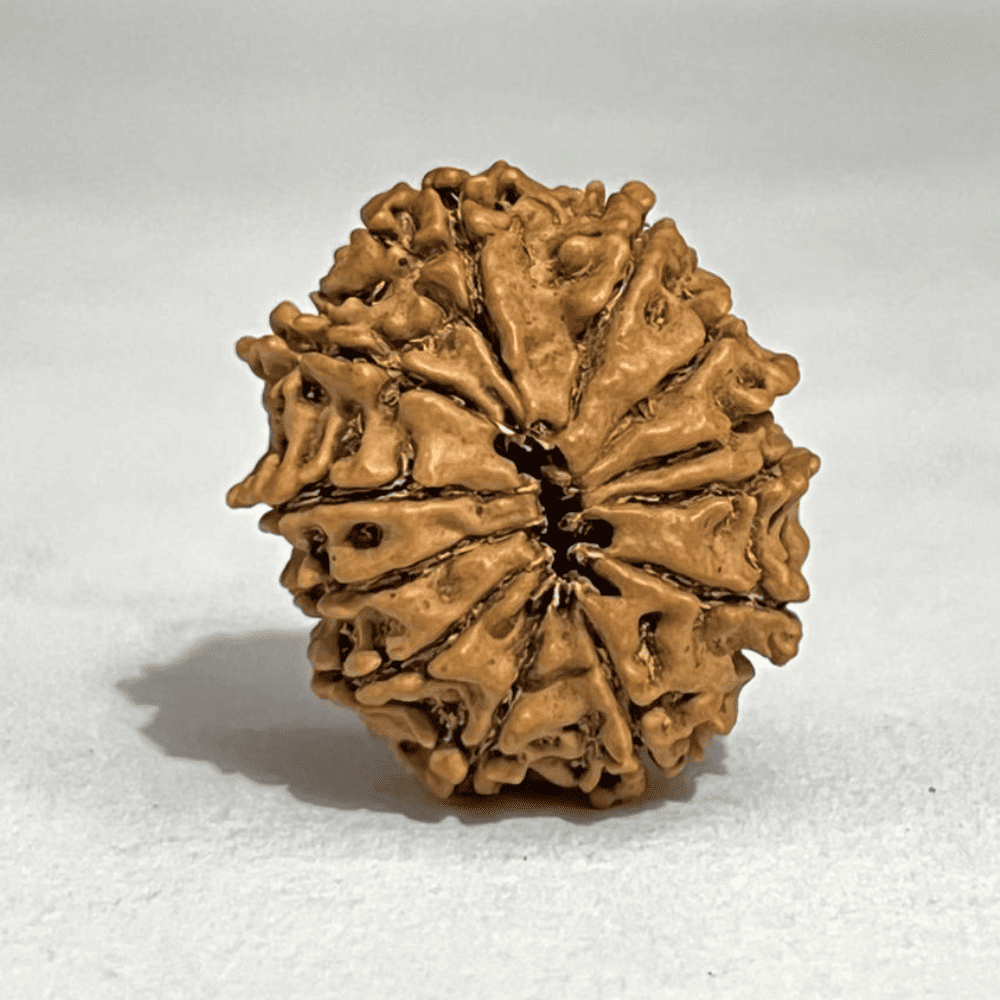 12 Mukhi Rudraksha- Full Seed (26.38mm/3.513gm)