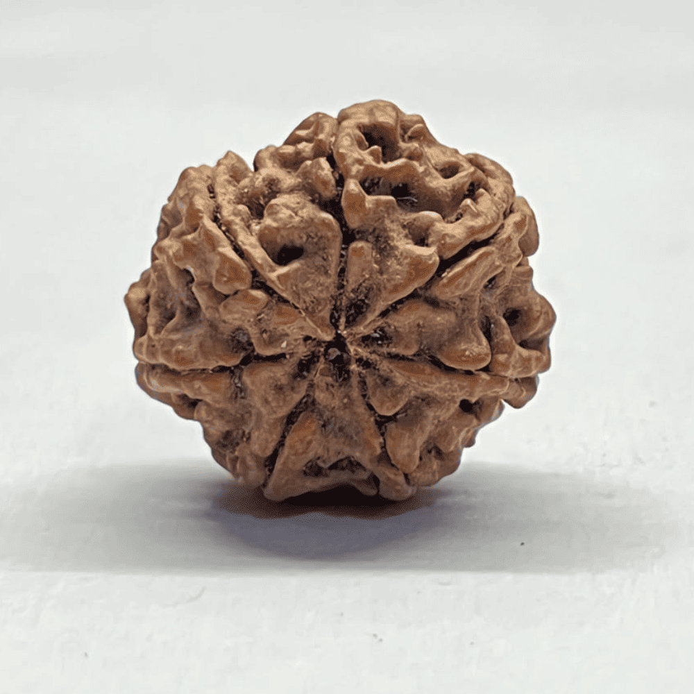 7 Mukhi Nepali Rudraksha-Full Seed (24.06mm/4.534gm)