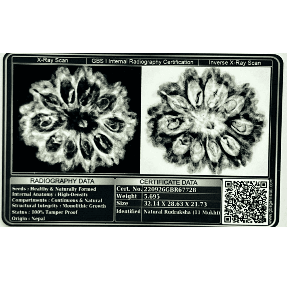 11 Mukhi Rudraksha- Full Seed (32.14mm/5.695gm)