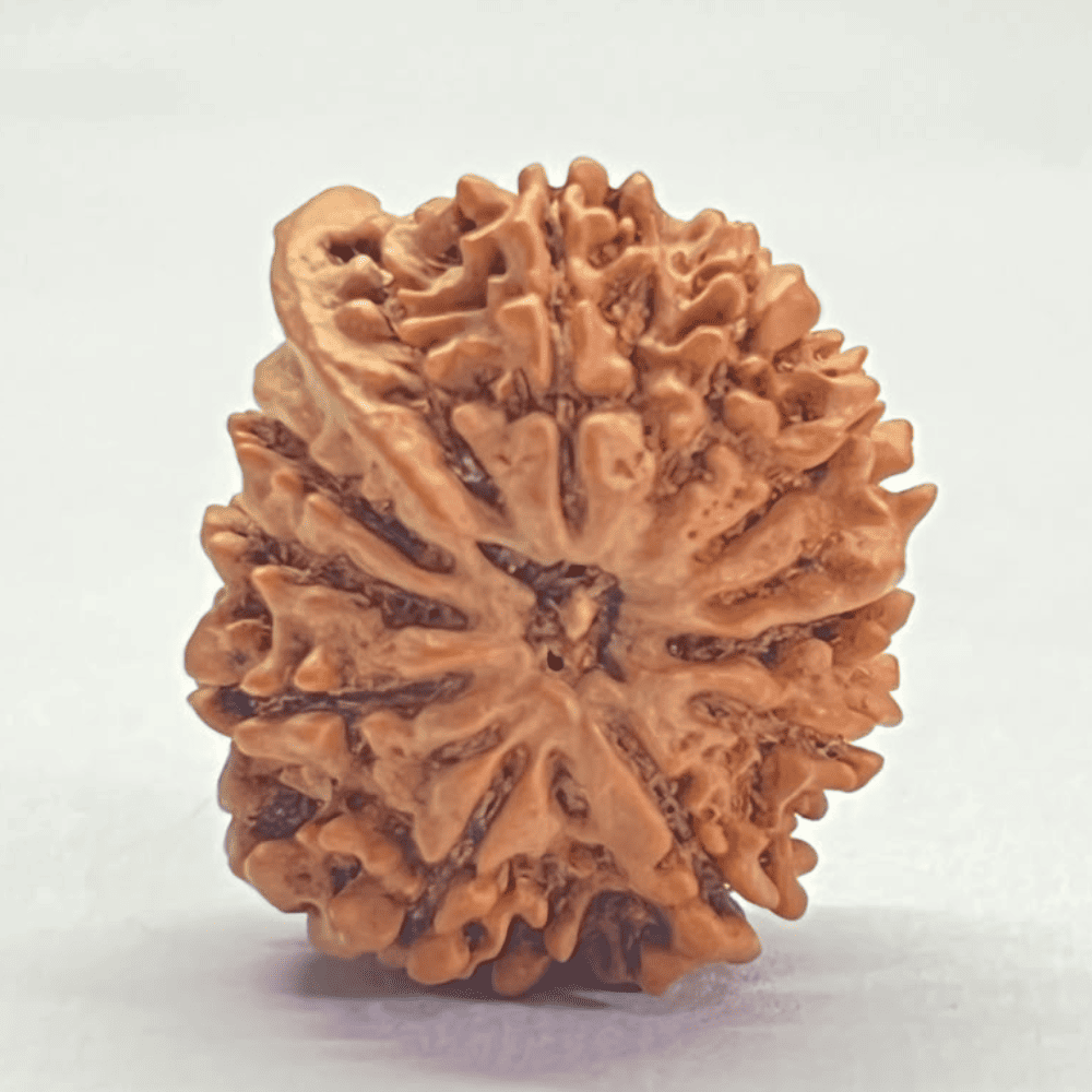 12 Mukhi Ganesh Rudraksha (26.10mm/4.137gm)