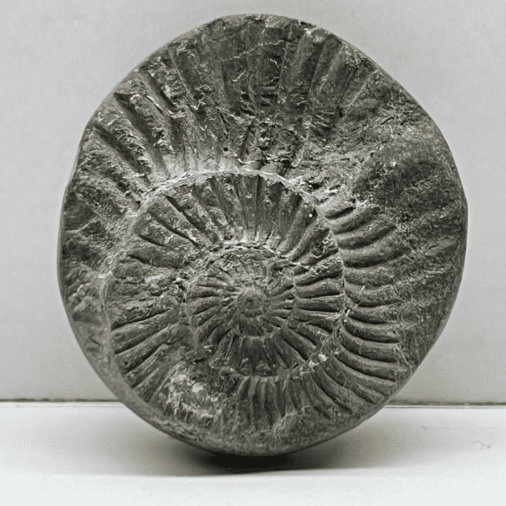 Sudarshan Shaligram DS30(1.3inch/24gm)