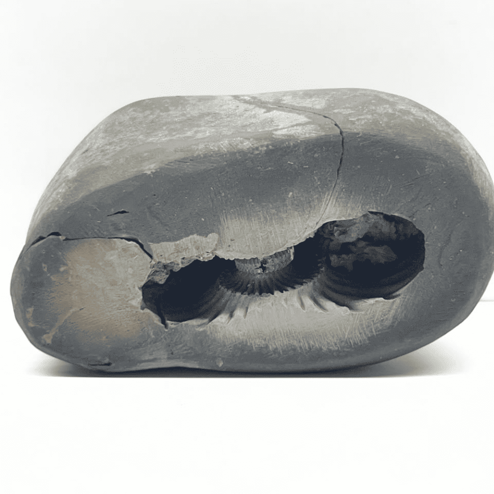 Sheshnaag Garuda Shaligram LN111(4inch/450gm)