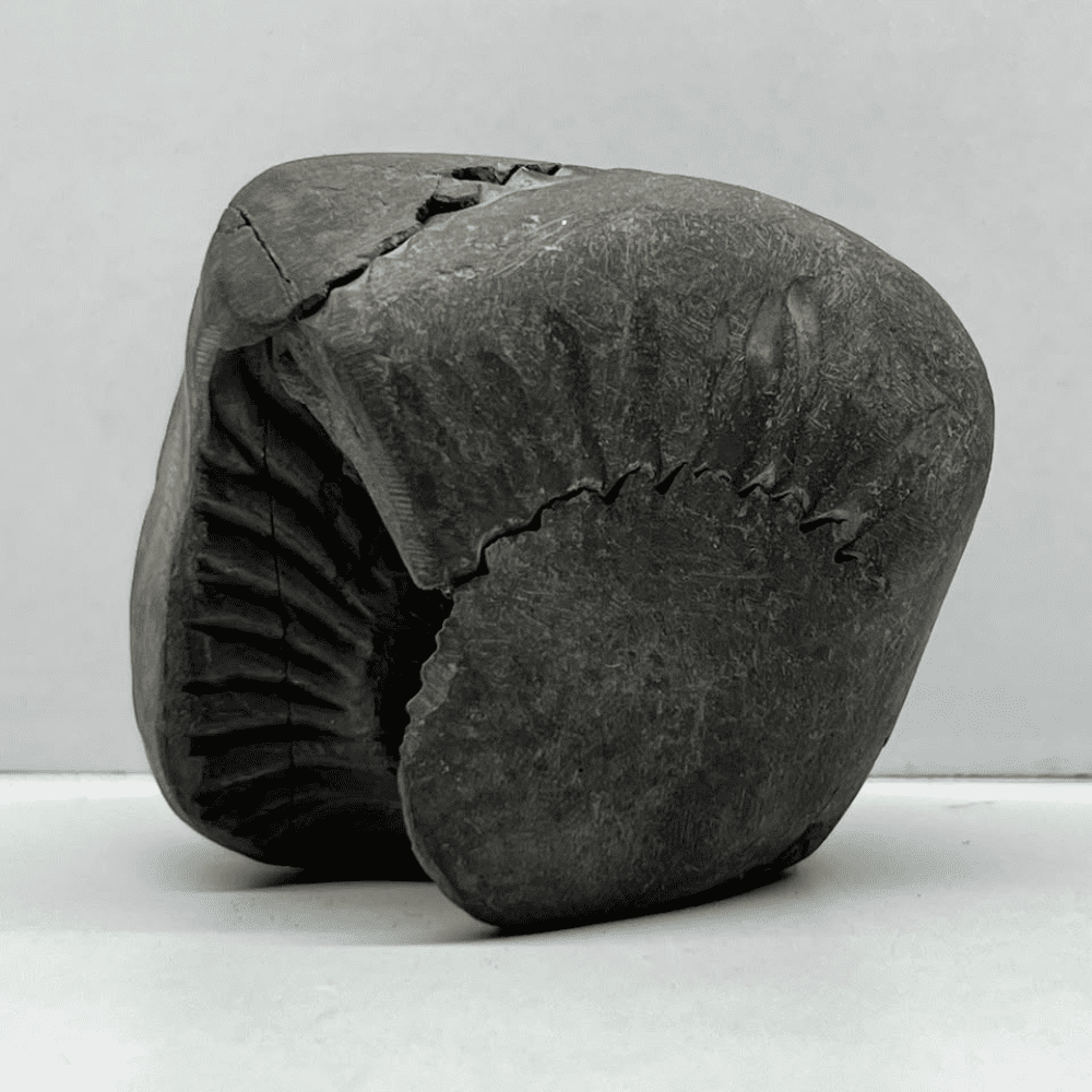 Varaha Laxmi Shaligram LN120(2.5inch/135gm)