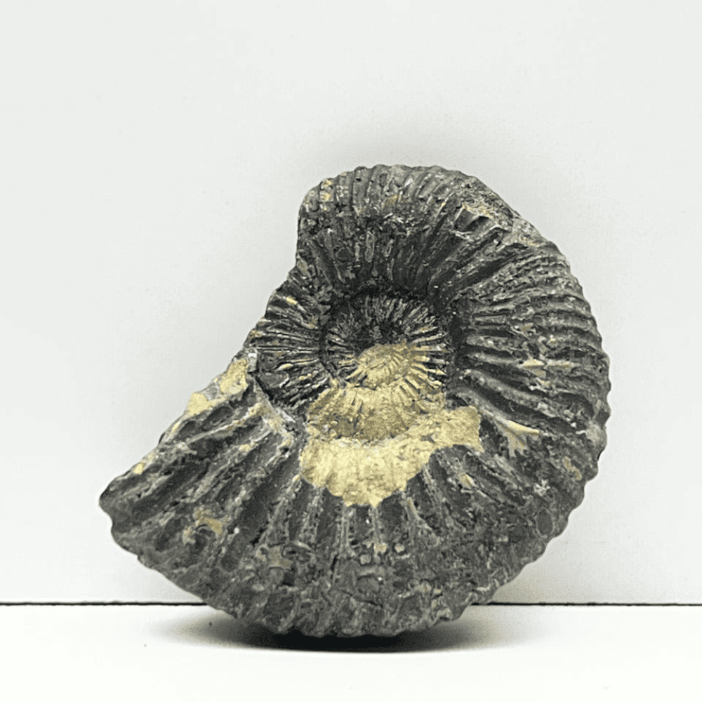 Golden double sudarshan shaligram (1.4inch/20gm) DS-10