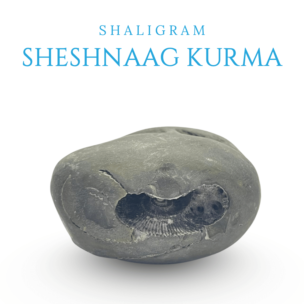 Sheshnaag Kurma Shaligram