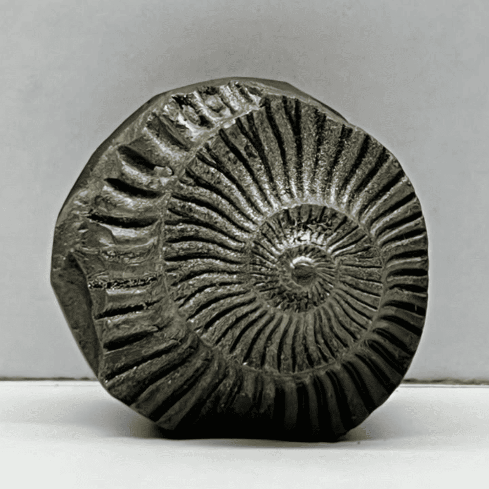 Golden Sudarshan Shaligram DS31(1.1inch/21gm)