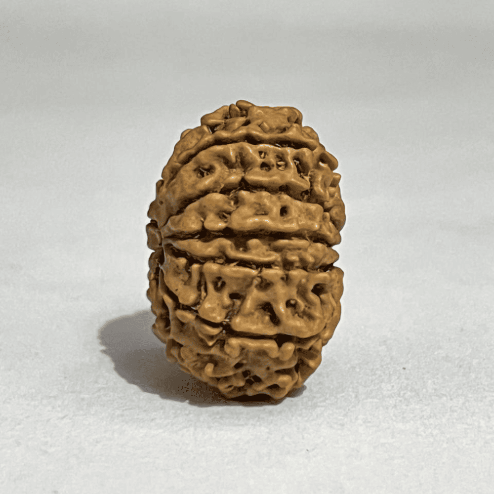 12 Mukhi Rudraksha- Full Seed (26.38mm/3.513gm)