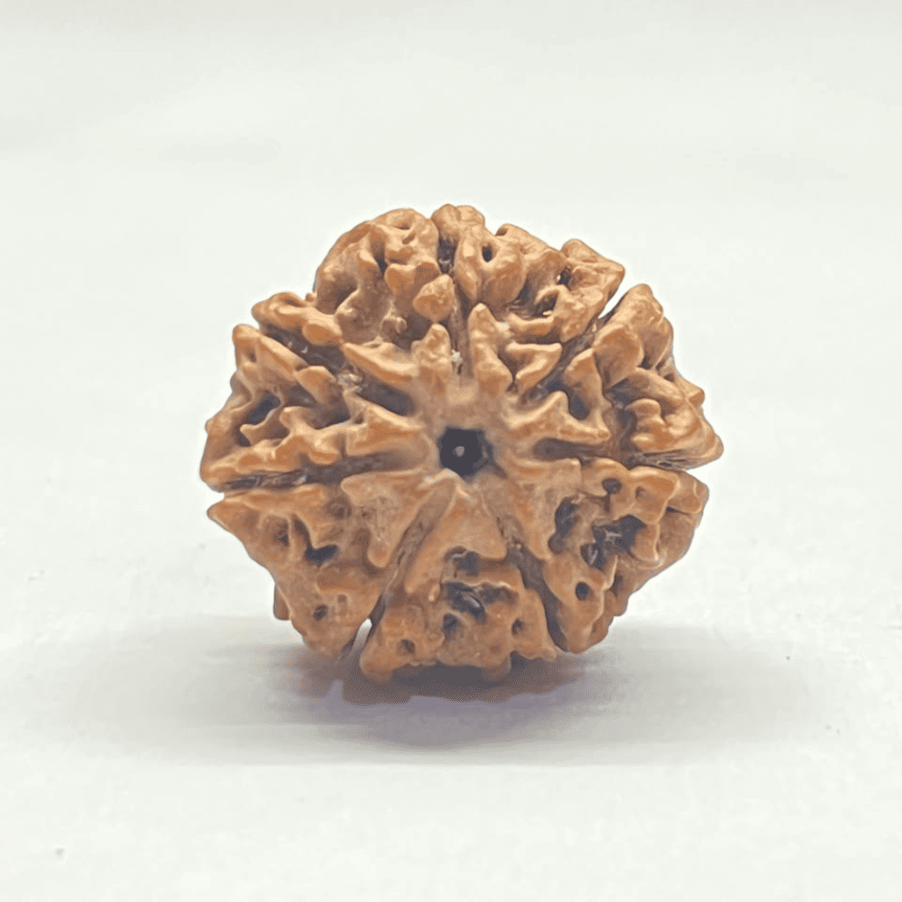 7 Mukhi Nepali Rudraksha-Full Seed (24.02mm/3.872gm)