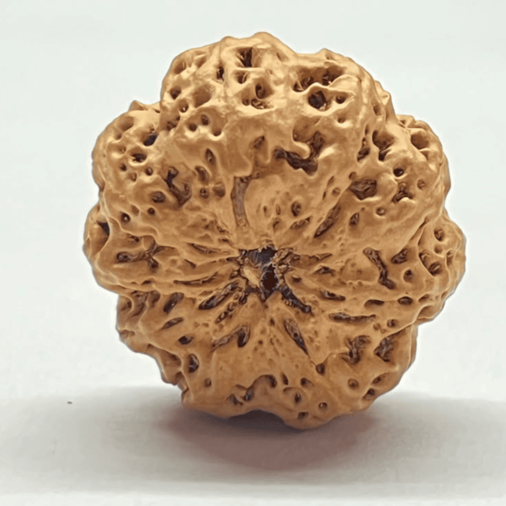 9 Mukhi Rudraksha- Full Seed (27.02mm/4.032gm)