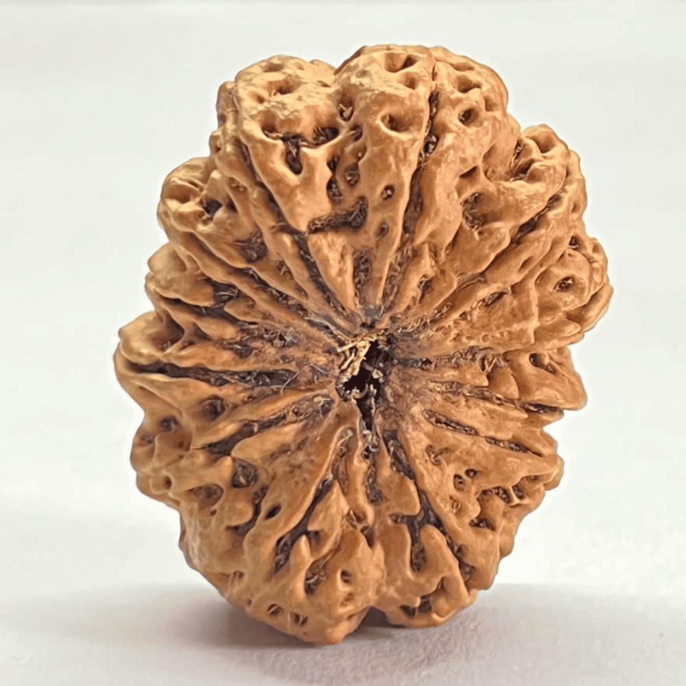 12 Mukhi Rudraksha- Full Seed (34.16mm/7.010gm)