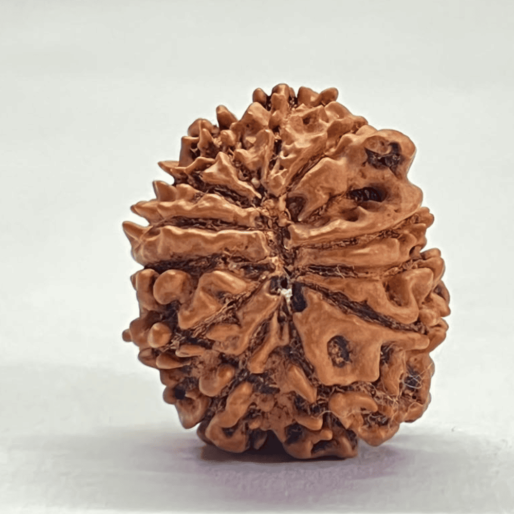 12 Mukhi Ganesh Rudraksha (26.10mm/4.137gm)