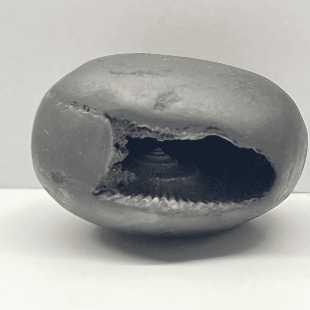 Ardh Dwar Narsimha Shaligram LN96(2.5inch/120gm)