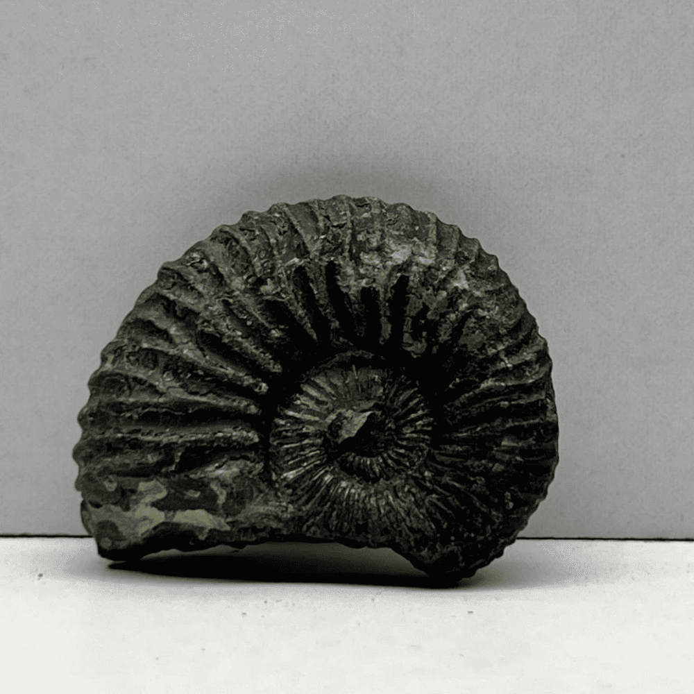 Golden double sudarshan shaligram (1.4inch/20gm) DS-10