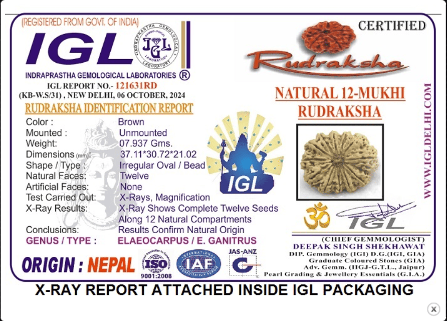 12 Mukhi Rudraksha- Full Seed (37.11mm/7.937gm)