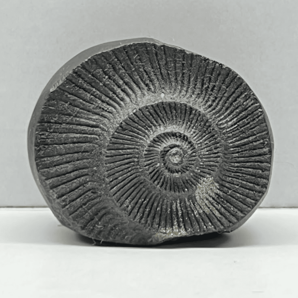 Sudarshan Shaligram DS32(1.3inch/30gm)
