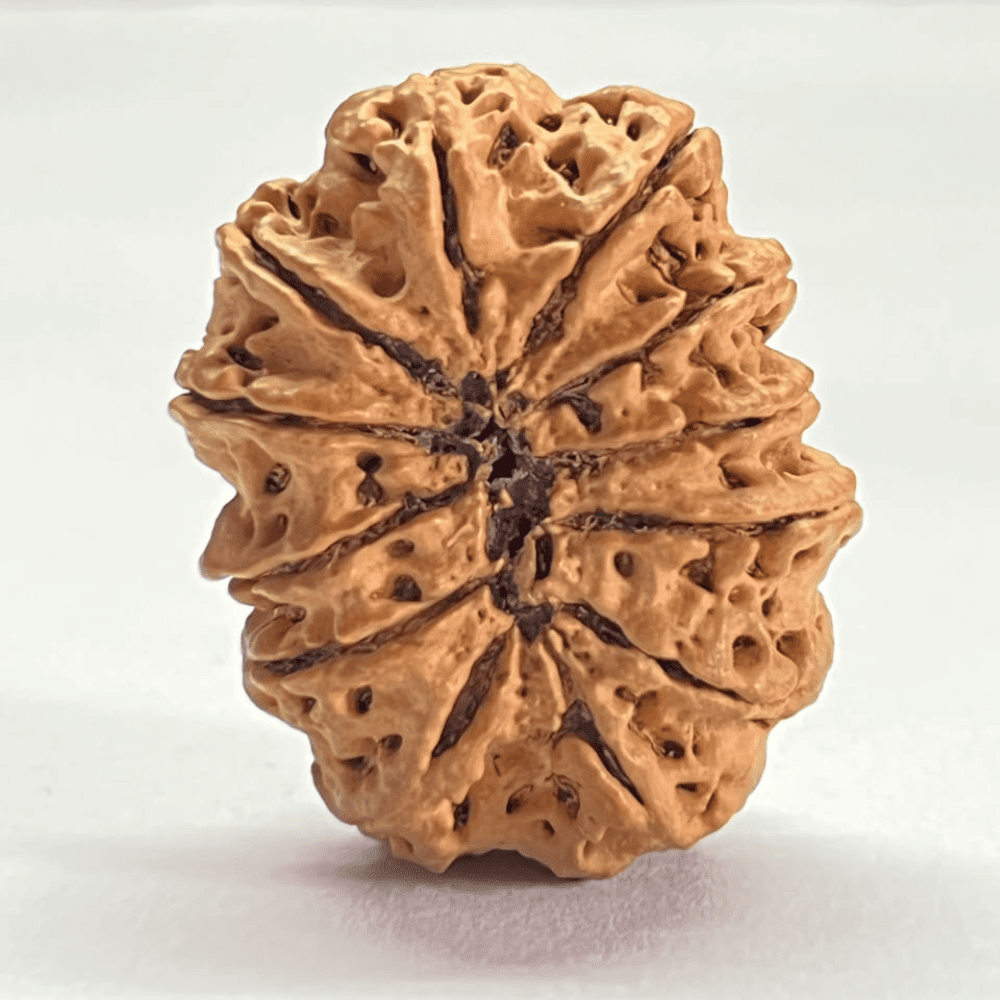 12 Mukhi Rudraksha- Full Seed (34.16mm/7.010gm)
