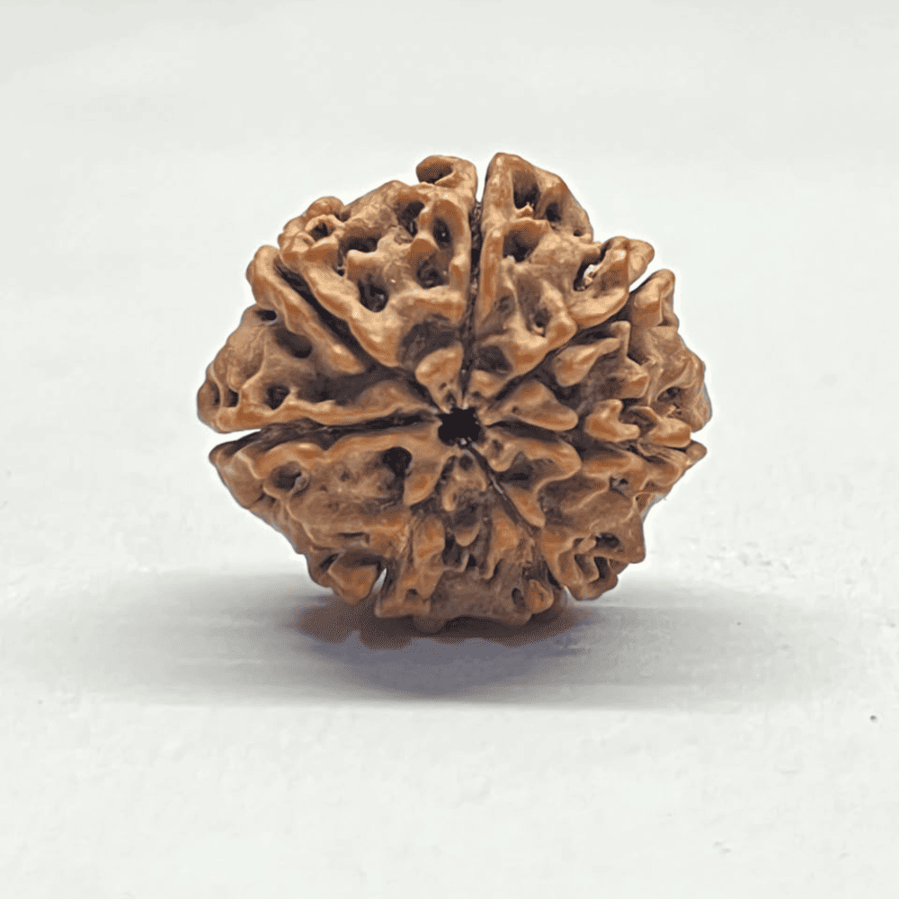 7 Mukhi Nepali Rudraksha-Full Seed (24.02mm/3.872gm)
