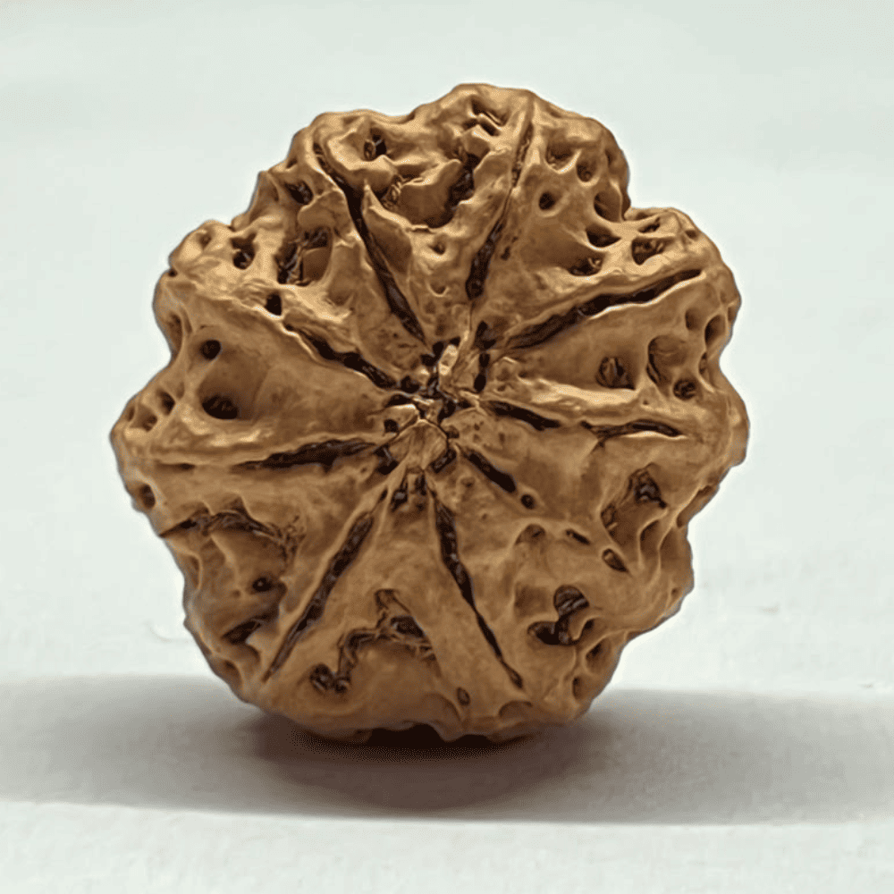9 Mukhi Rudraksha- Full Seed (27.02mm/4.032gm)