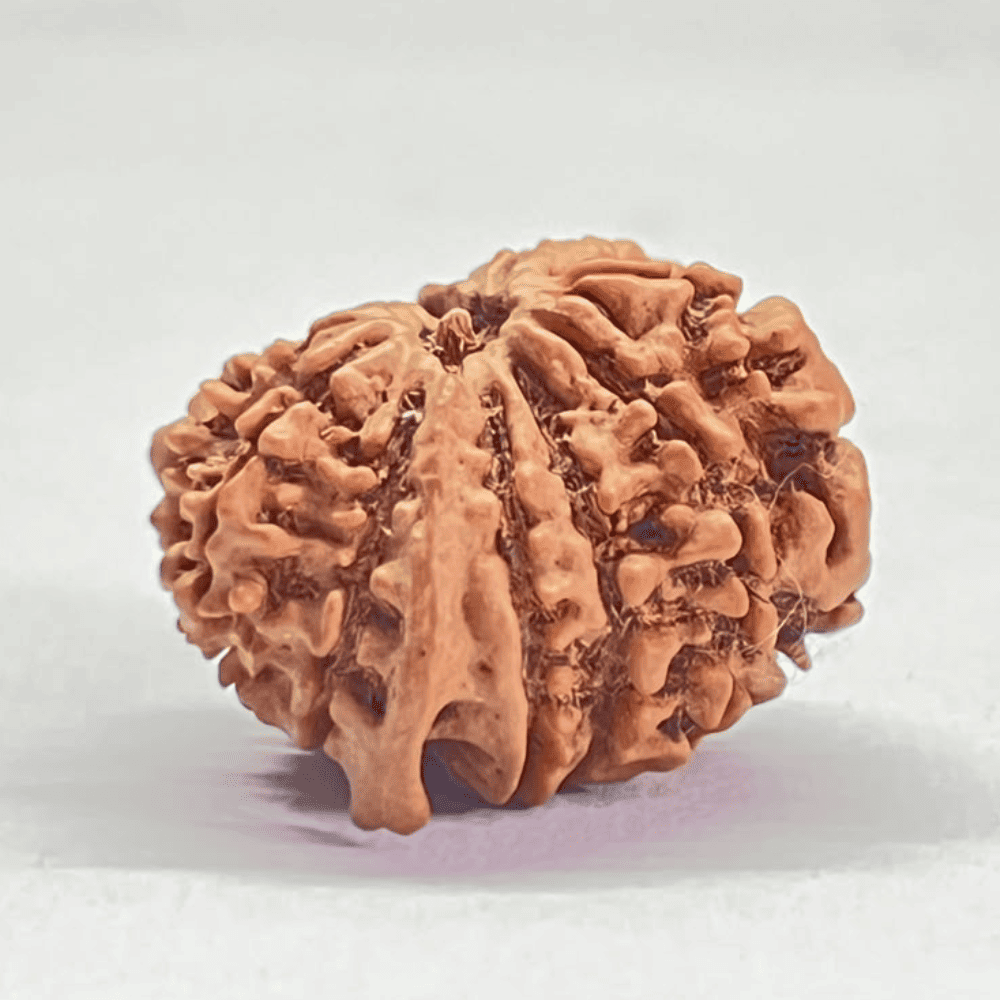 12 Mukhi Ganesh Rudraksha (26.10mm/4.137gm)