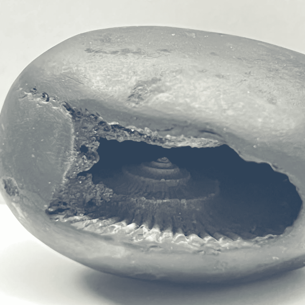 Ardh Dwar Narsimha Shaligram LN96(2.5inch/120gm)
