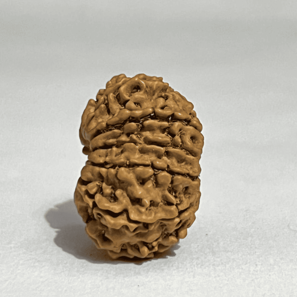 12 Mukhi Rudraksha- Full Seed (26.38mm/3.513gm)