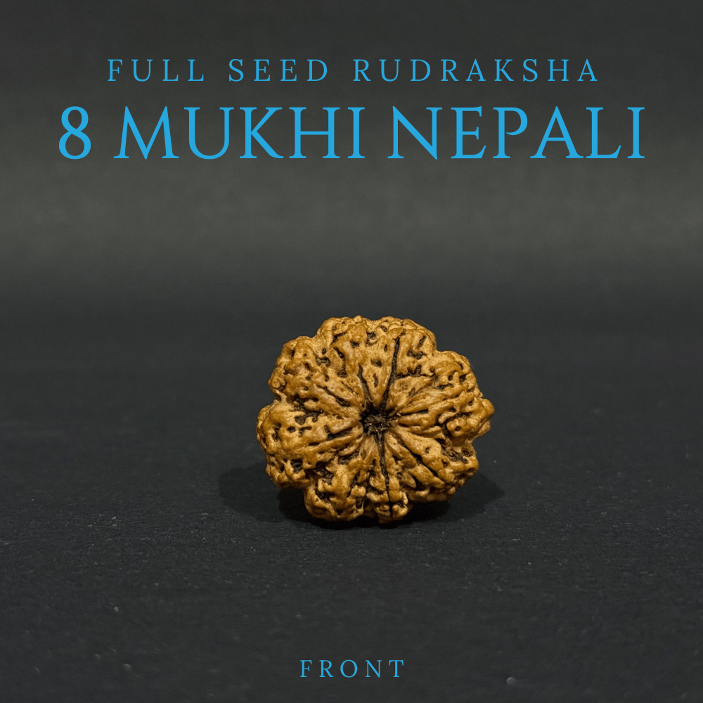 8 Mukhi Rudraksha- Full Seed (30.26mm)