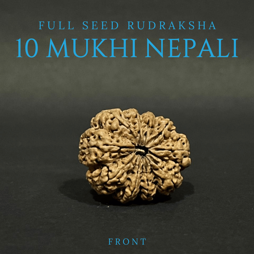 10 Mukhi Rudraksha- Full Seed (33.71mm)