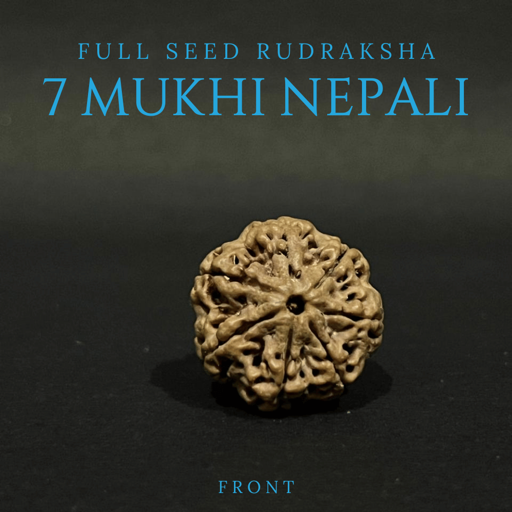 7 Mukhi Rudraksha - Full Seed
