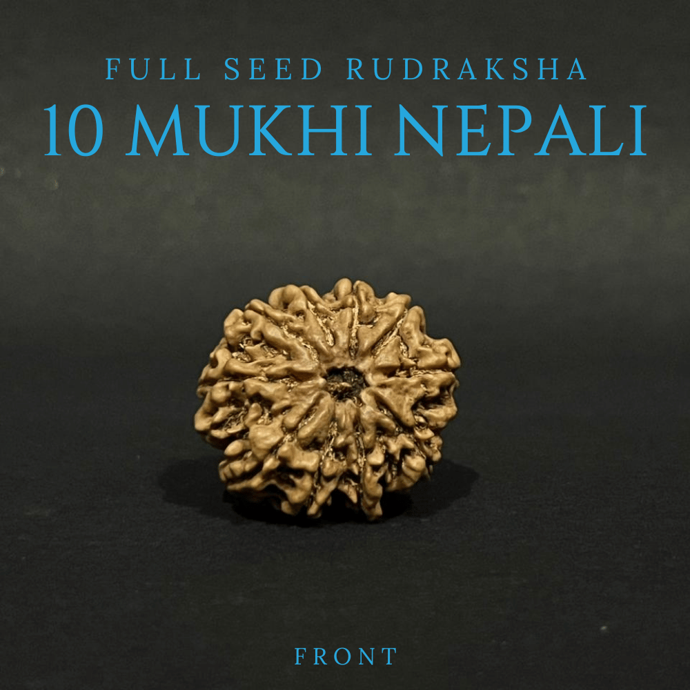 10 Mukhi Rudraksha- Full Seed (31.60mm)