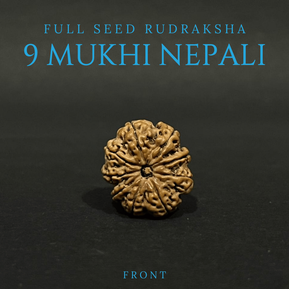 9 Mukhi Rudraksha- Full Seed (25.20mm)