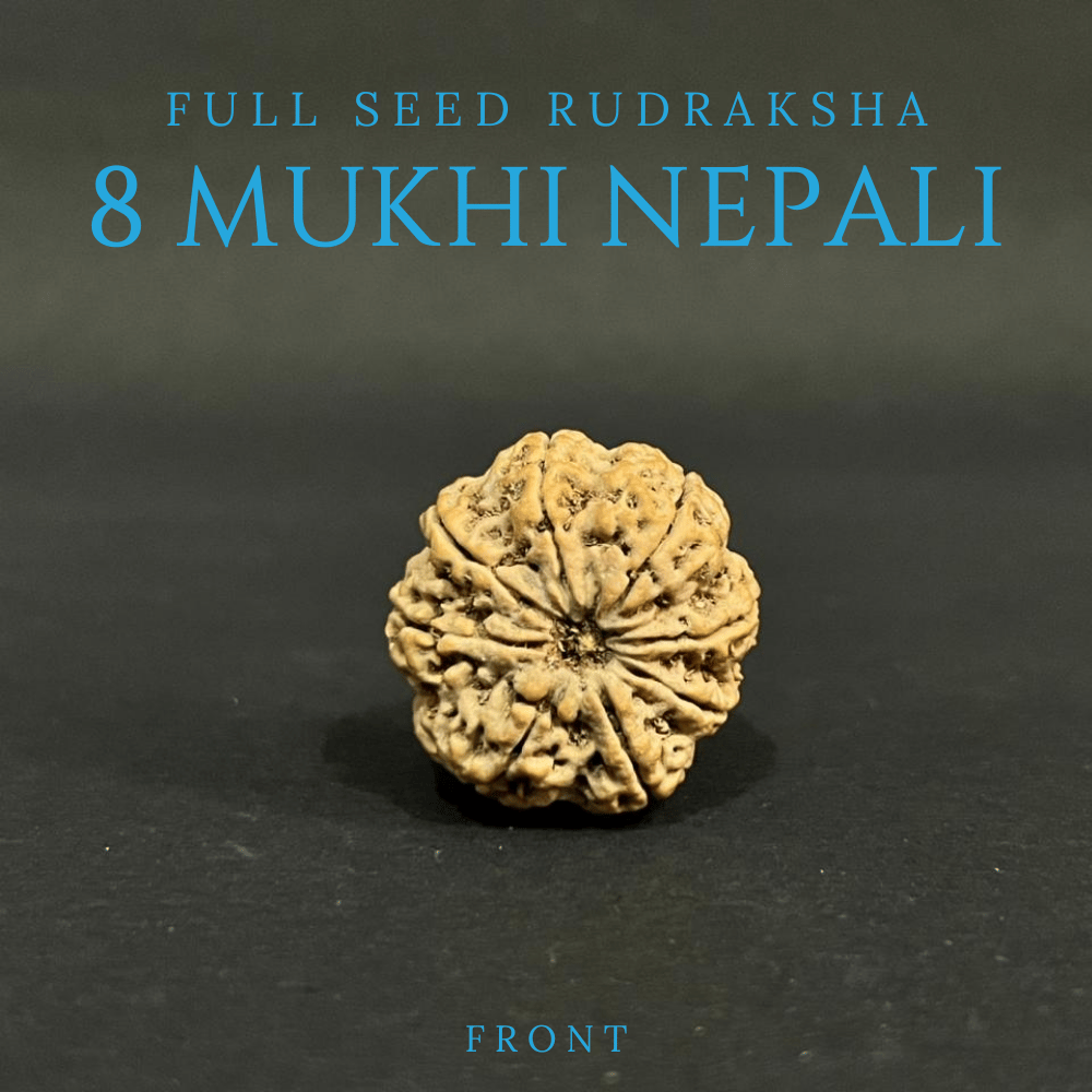 8 Mukhi Rudraksha- Full Seed (30.40mm)