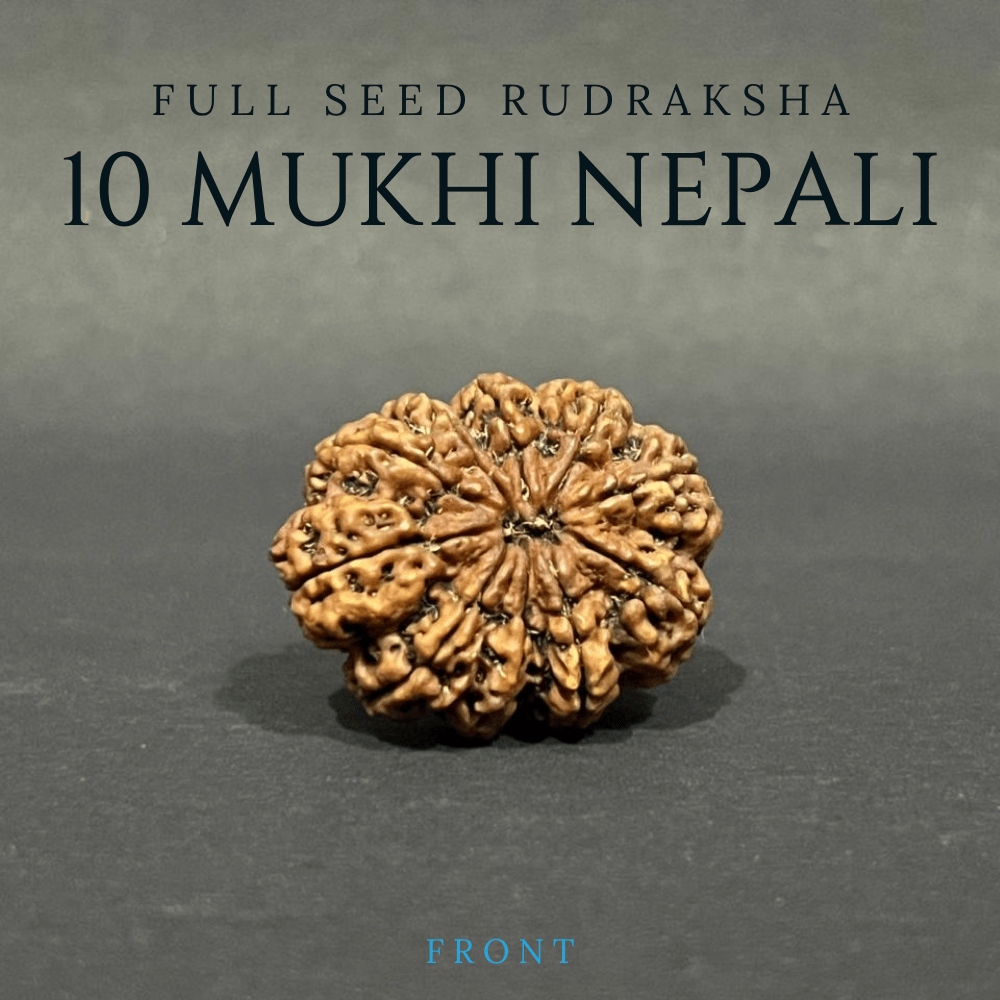 10 Mukhi Rudraksha- Full Seed (36.29mm)