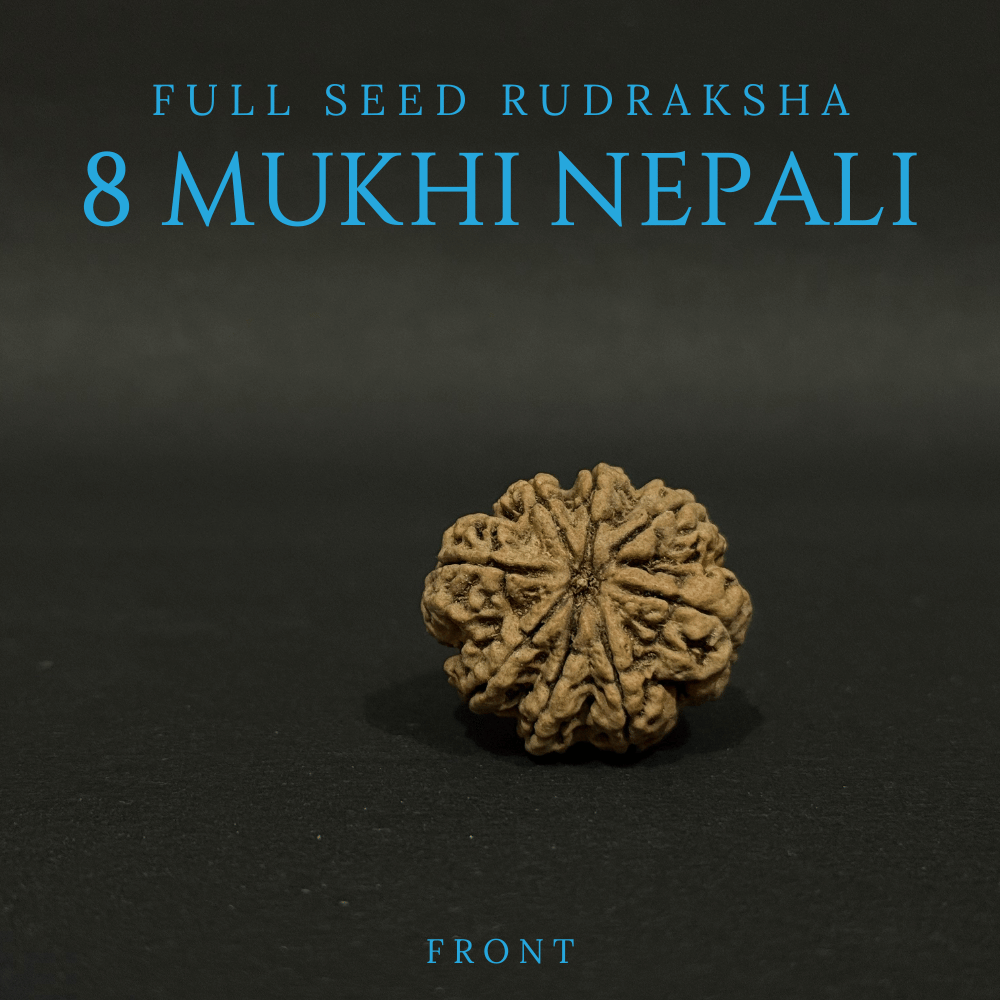 8 Mukhi Rudraksha- Full Seed (31.01mm)