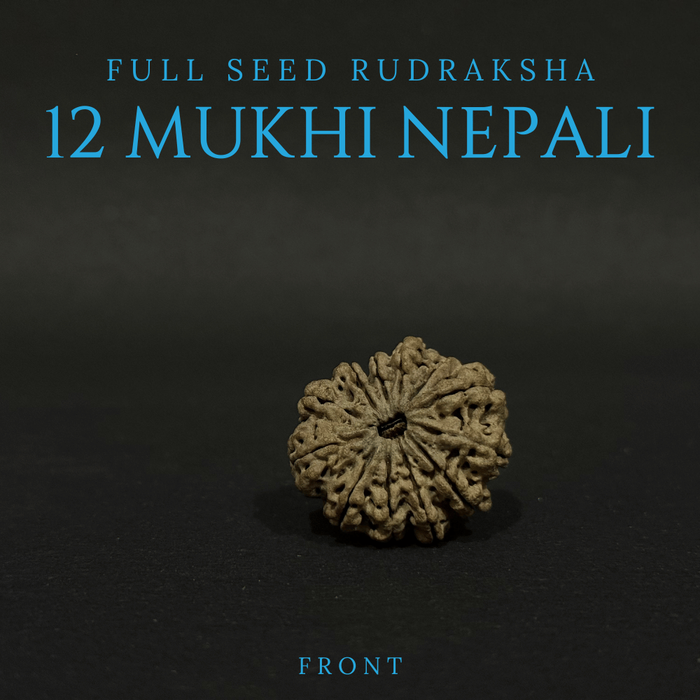 12 Mukhi Rudraksha- Full Seed (30.84mm)