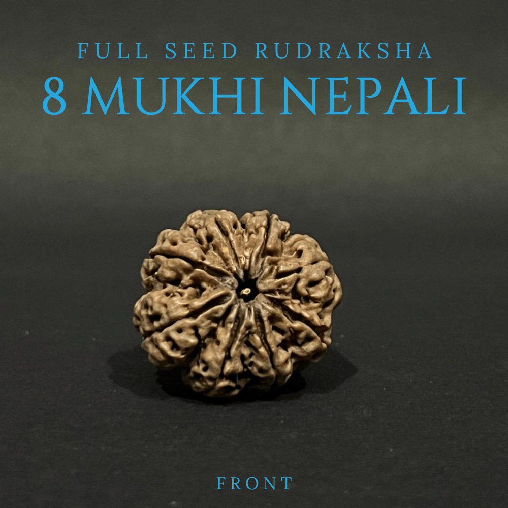 8 Mukhi Rudraksha- Full Seed (31.02mm)