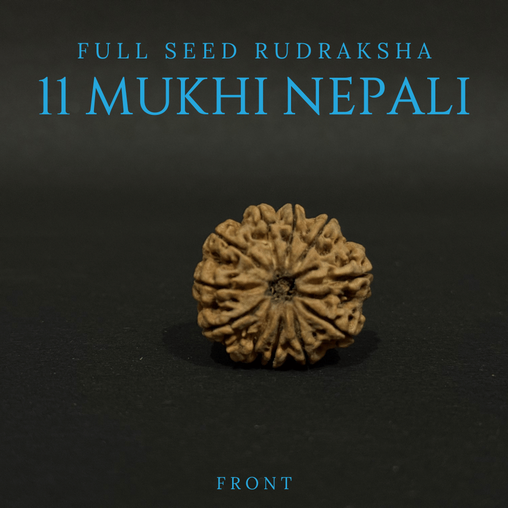 11 Mukhi Rudraksha- Full Seed (30.81mm)