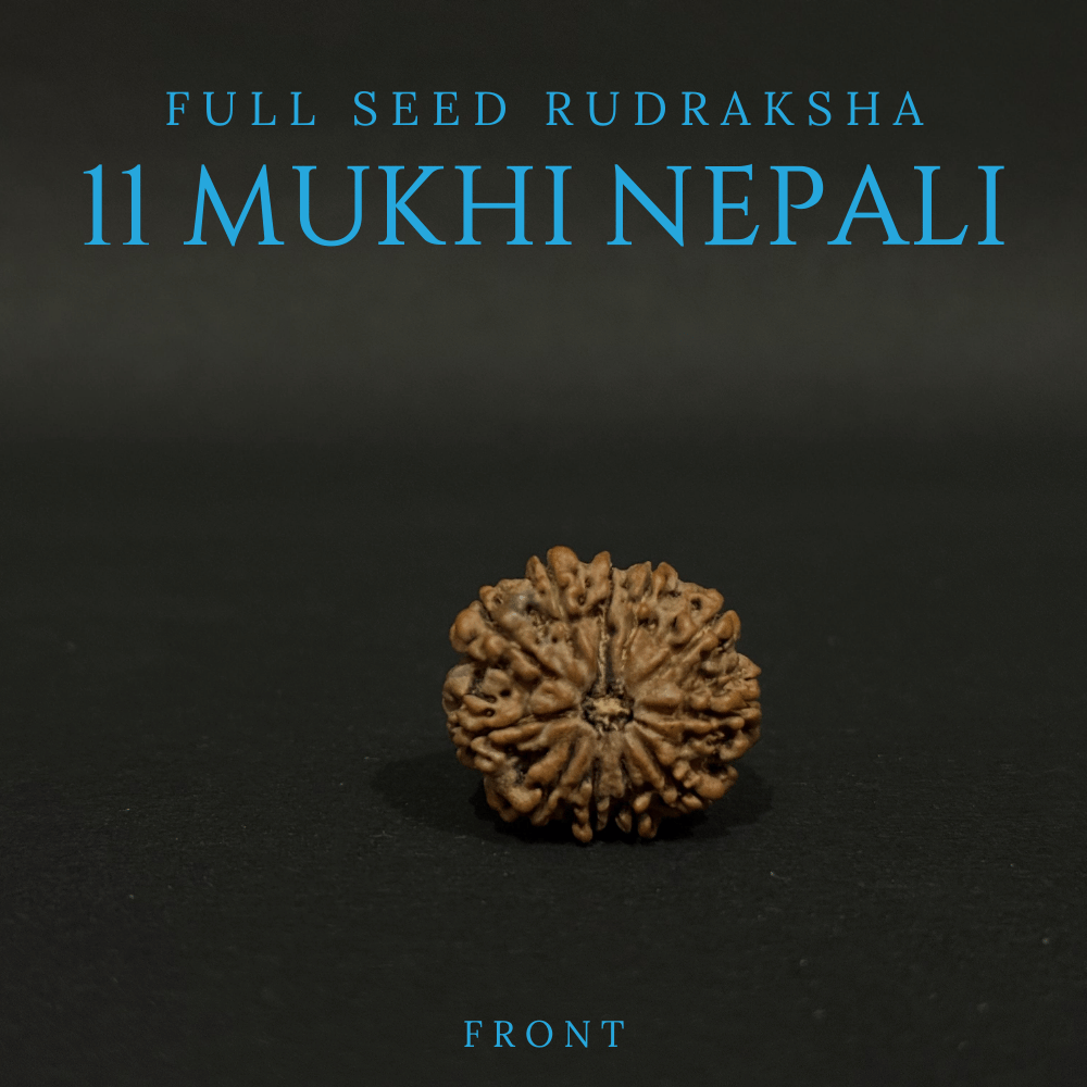 11 Mukhi Rudraksha- Full Seed (26.04mm)