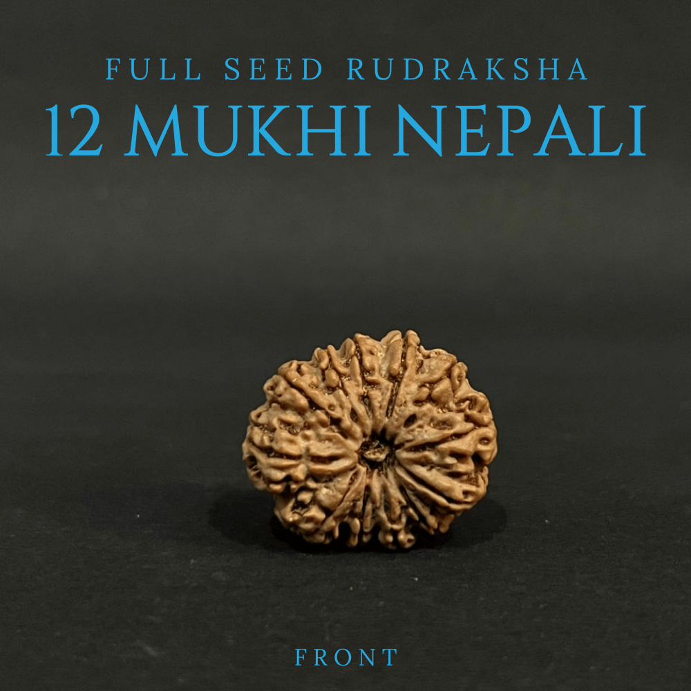 12 Mukhi Rudraksha- Full Seed (30.24mm)