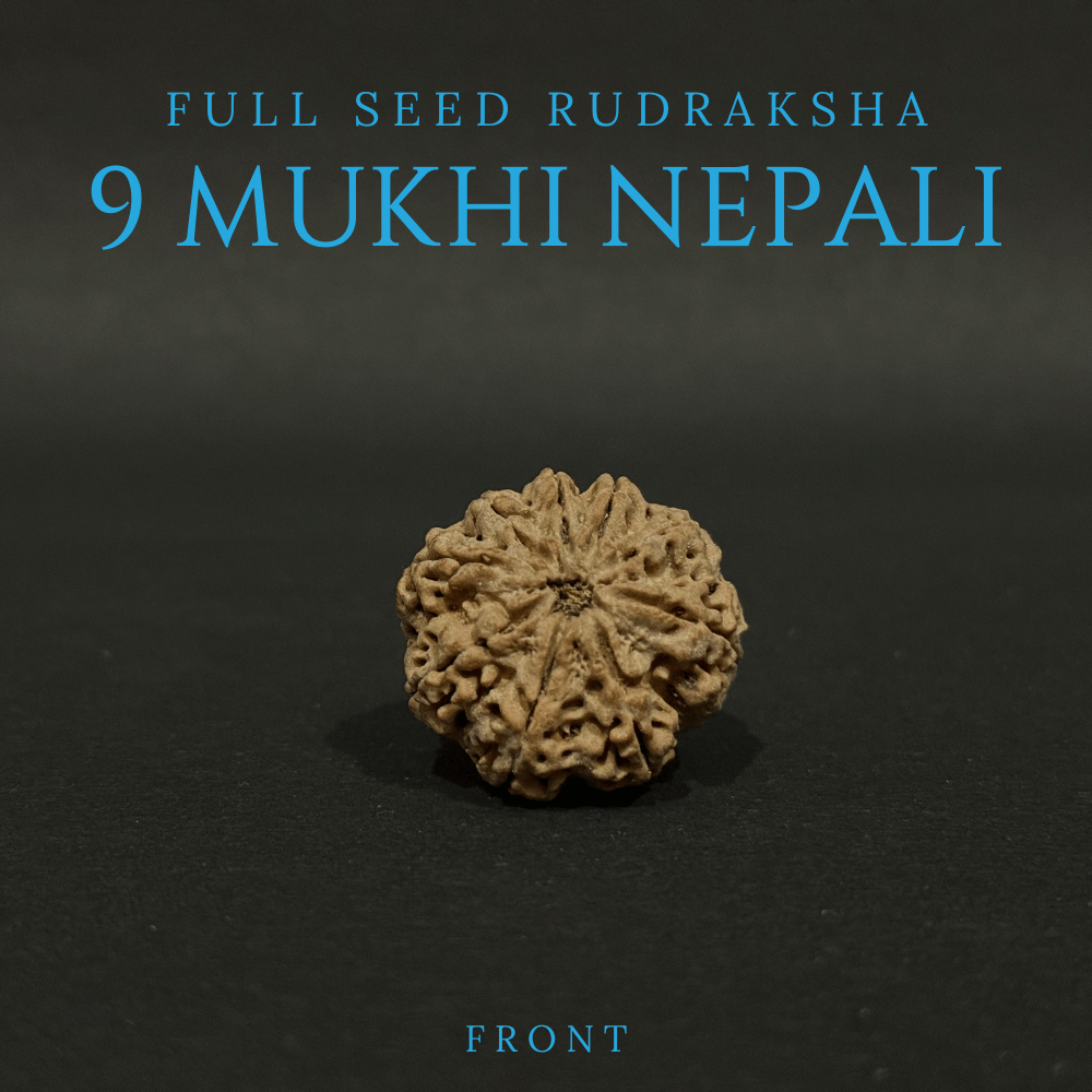 9 Mukhi Rudraksha- Full Seed (30.40mm)