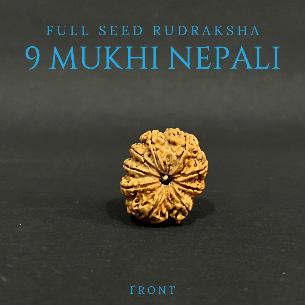 9 Mukhi Rudraksha- Full Seed (31.08mm)