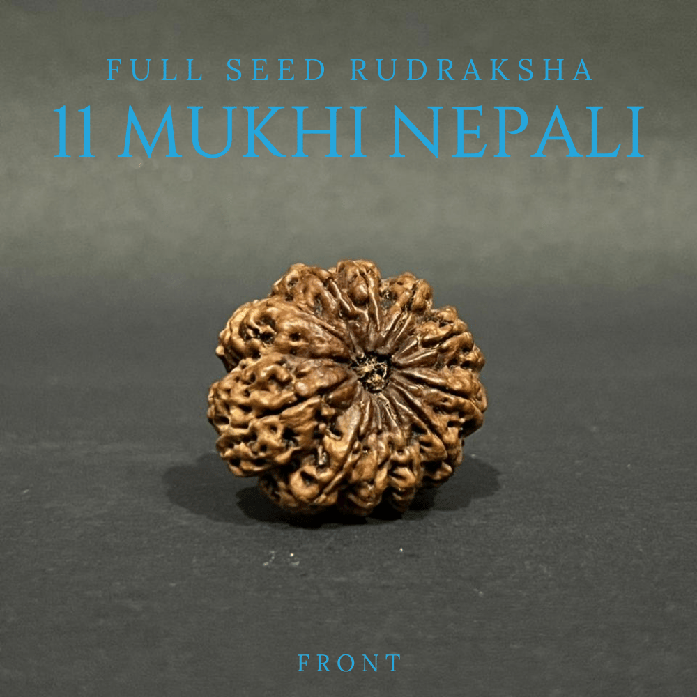 11 Mukhi Rudraksha- Full Seed (33.16mm)