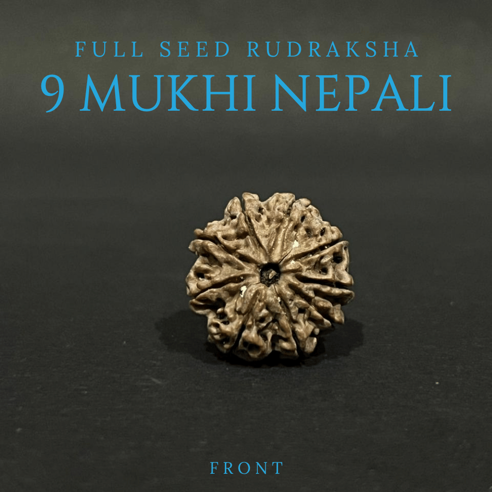 9 Mukhi Rudraksha- Full Seed (23.83mm)