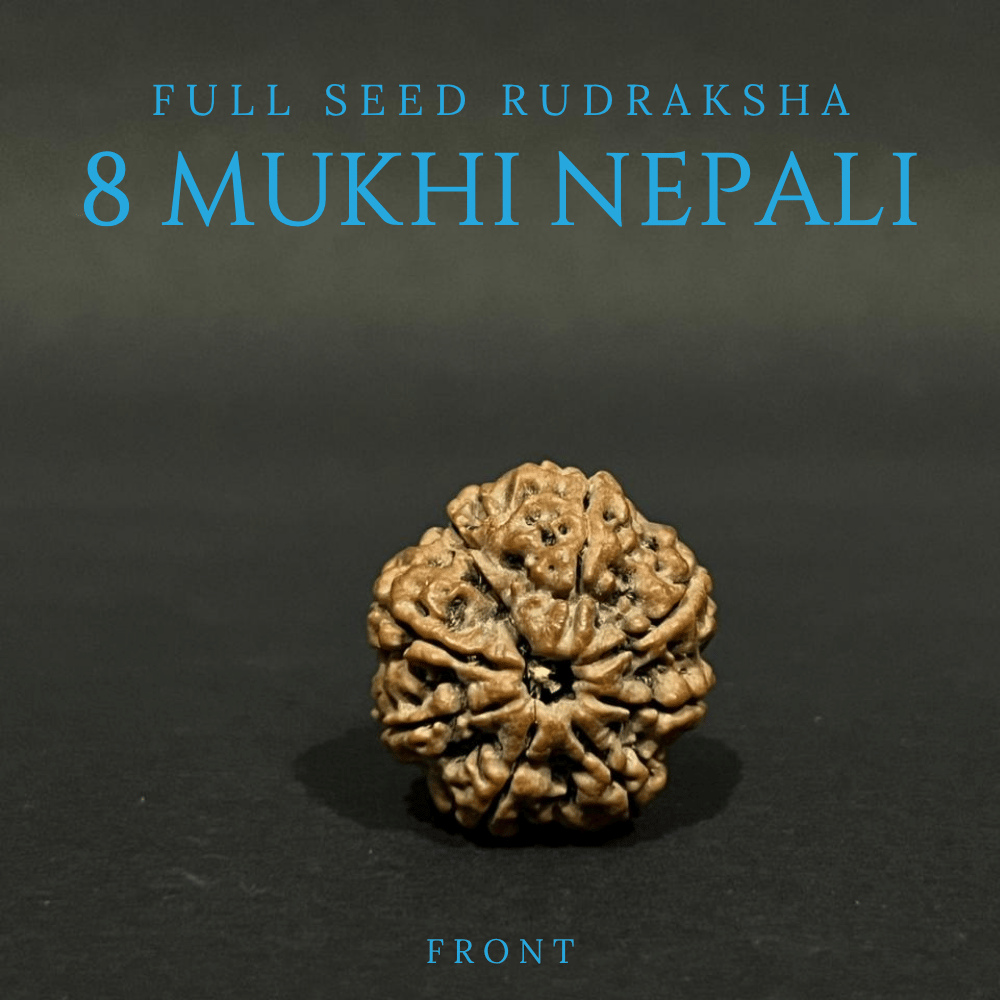8 Mukhi Rudraksha- Full Seed (25.44mm)