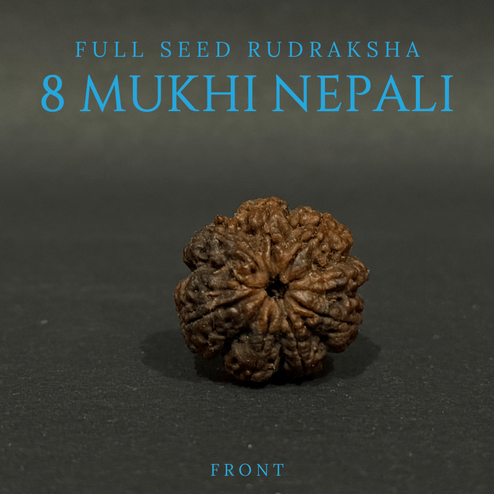 8 Mukhi Rudraksha - Full Seed (28.45mm)